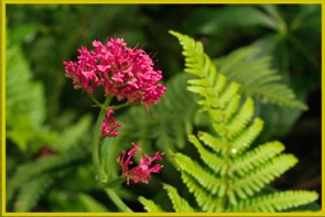 1er. Encuentro Regional de Medicina Tradicional en Querétaro